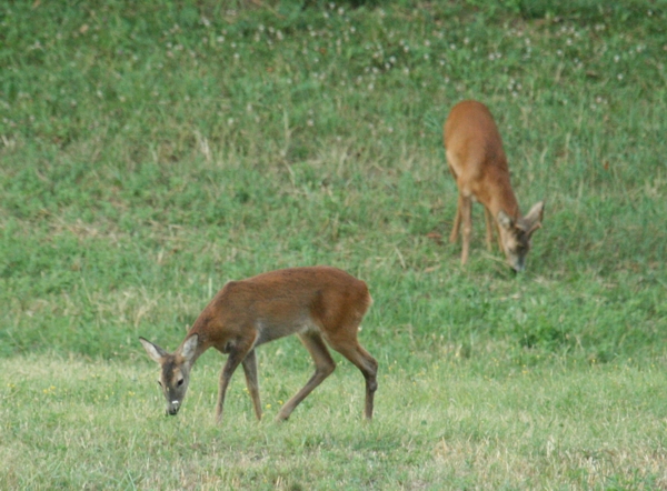 Il Capriolo